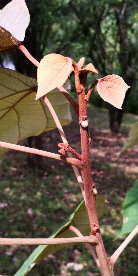 Mallotus tetracoccus leaf