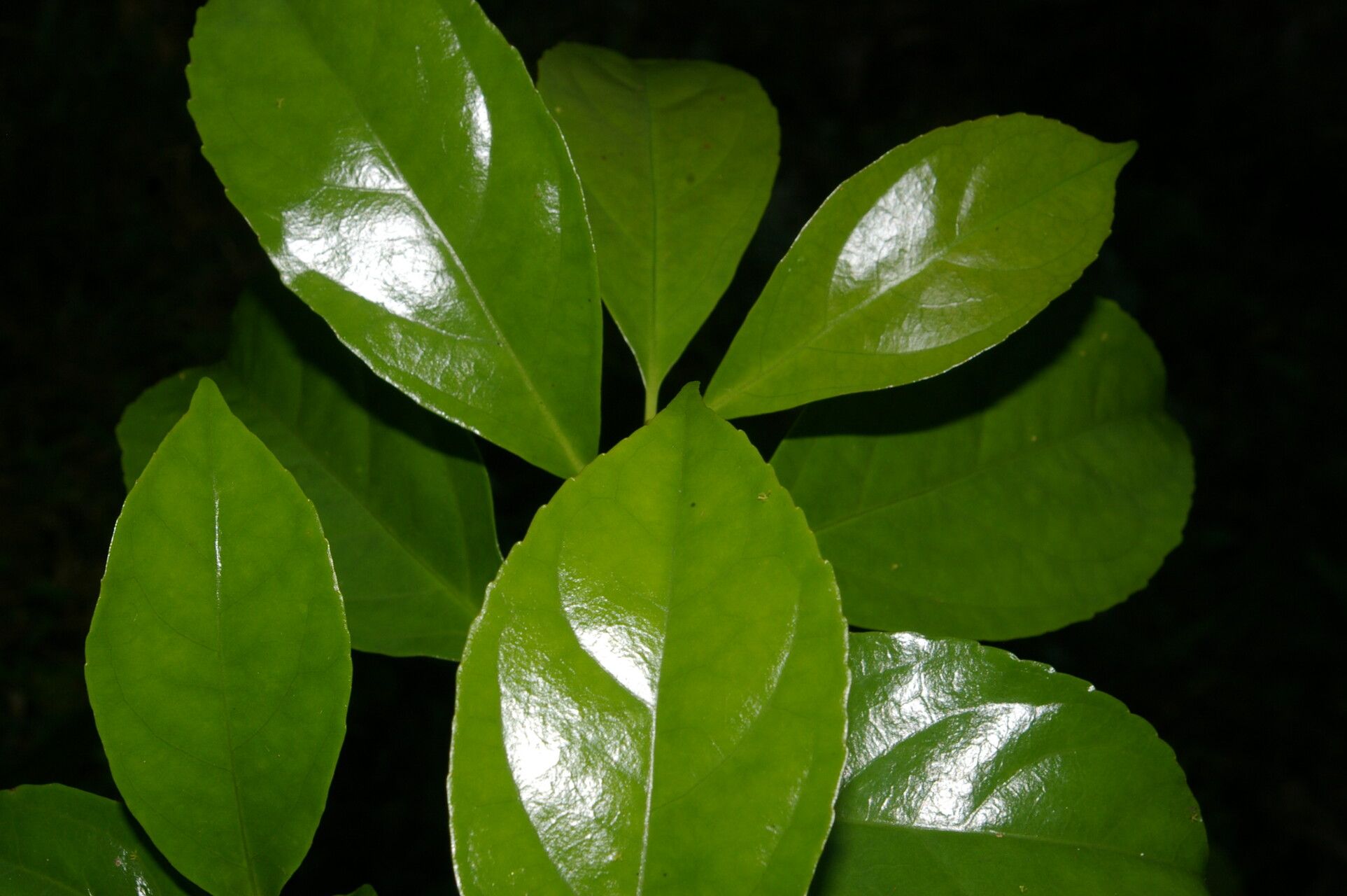 Symplocos limoncillo leaf