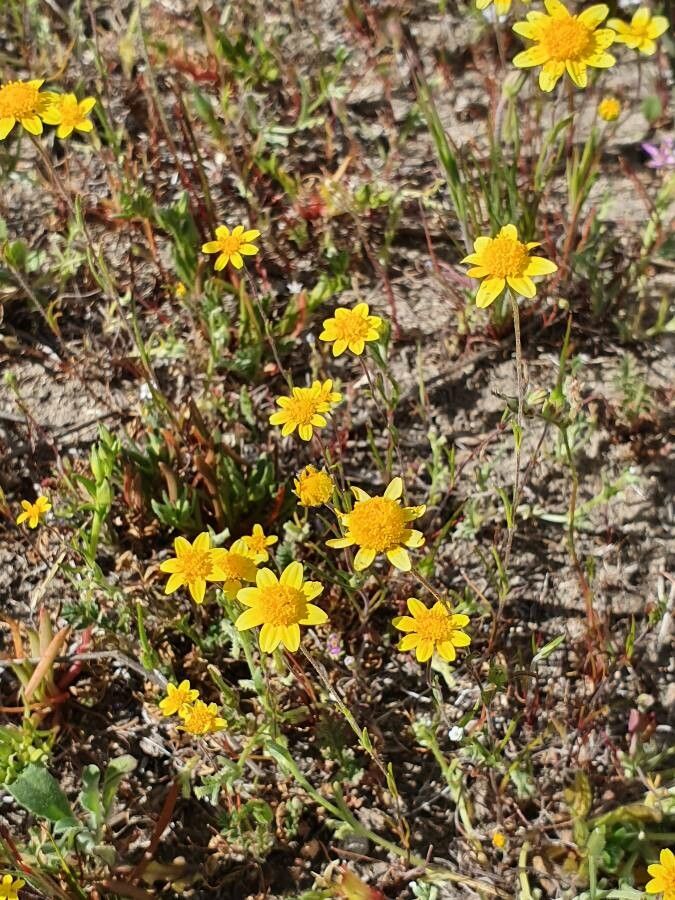 Lasthenia californica flower