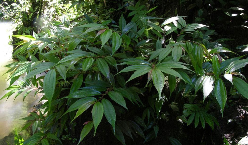 Pilea ecboliophylla habit