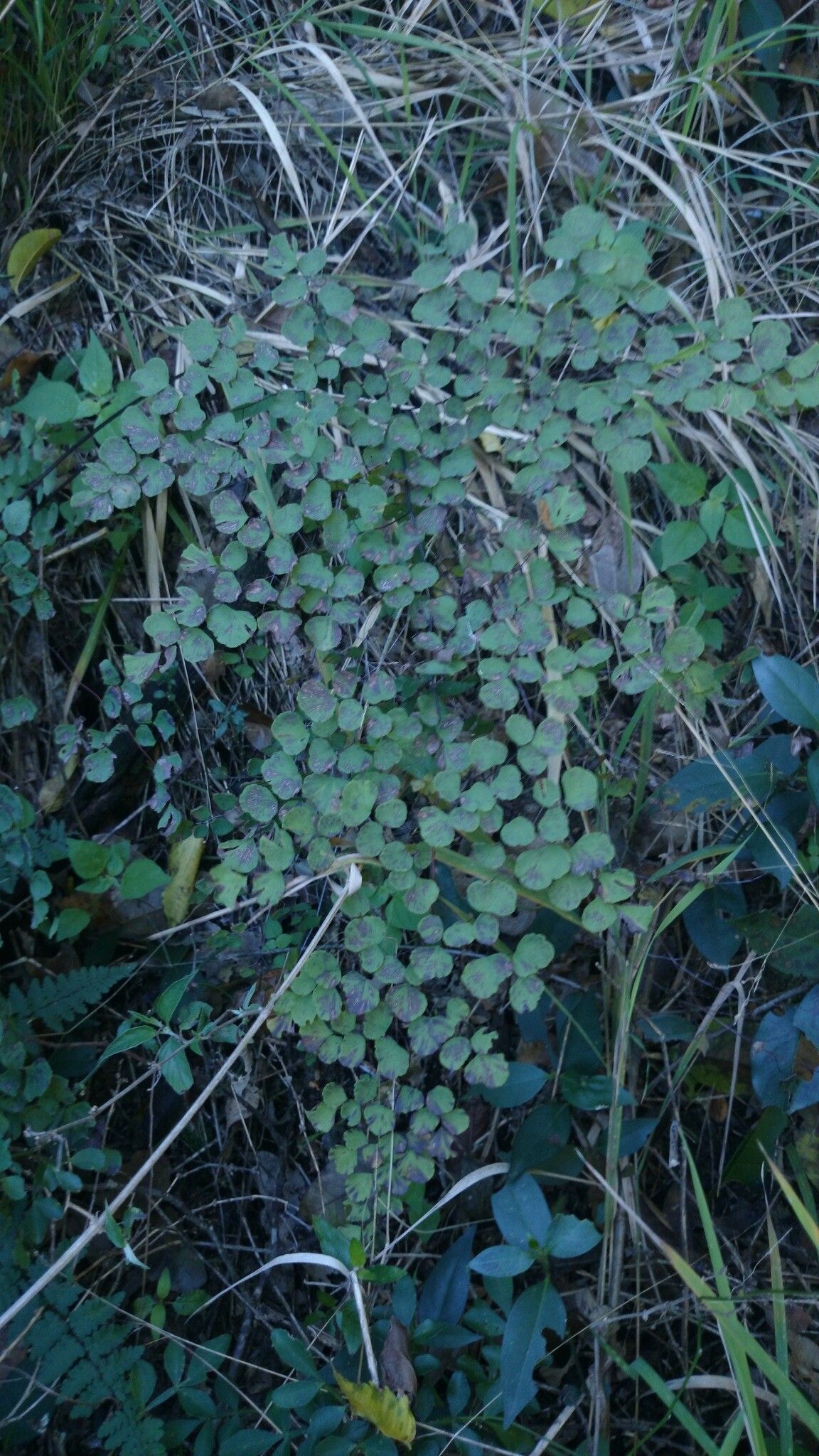 Adiantum tricholepis — houseplant care guide