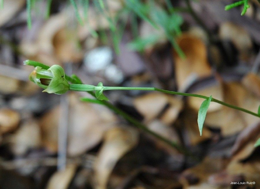 Pterostylis bureaviana — search result for 'Orchidaceae'