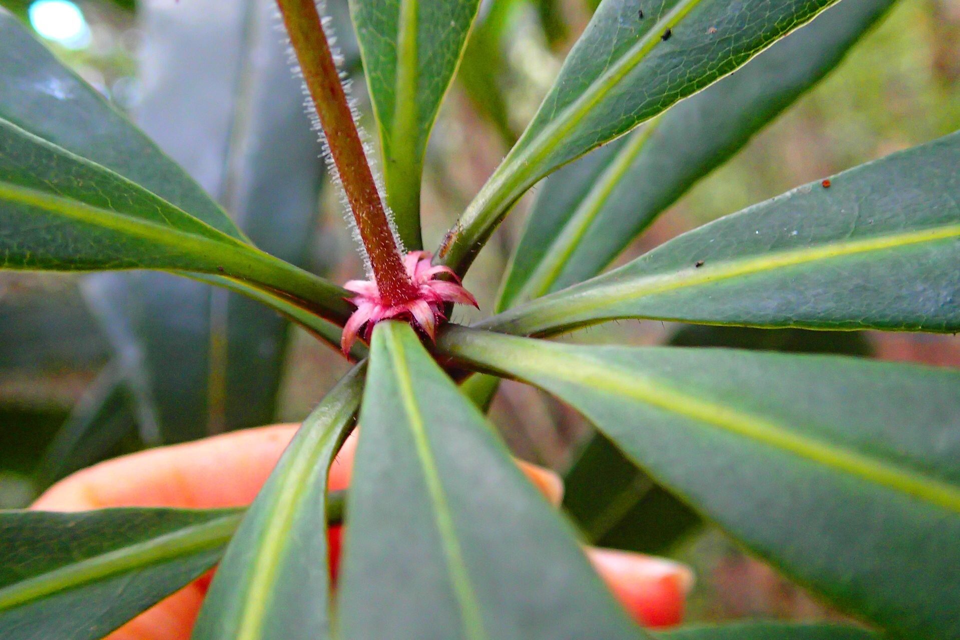 Pittosporum heckelii — search result for 'Pittosporum'