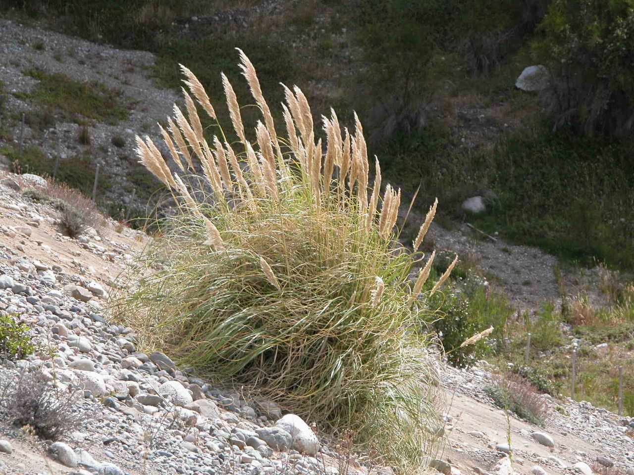 Cortaderia araucana