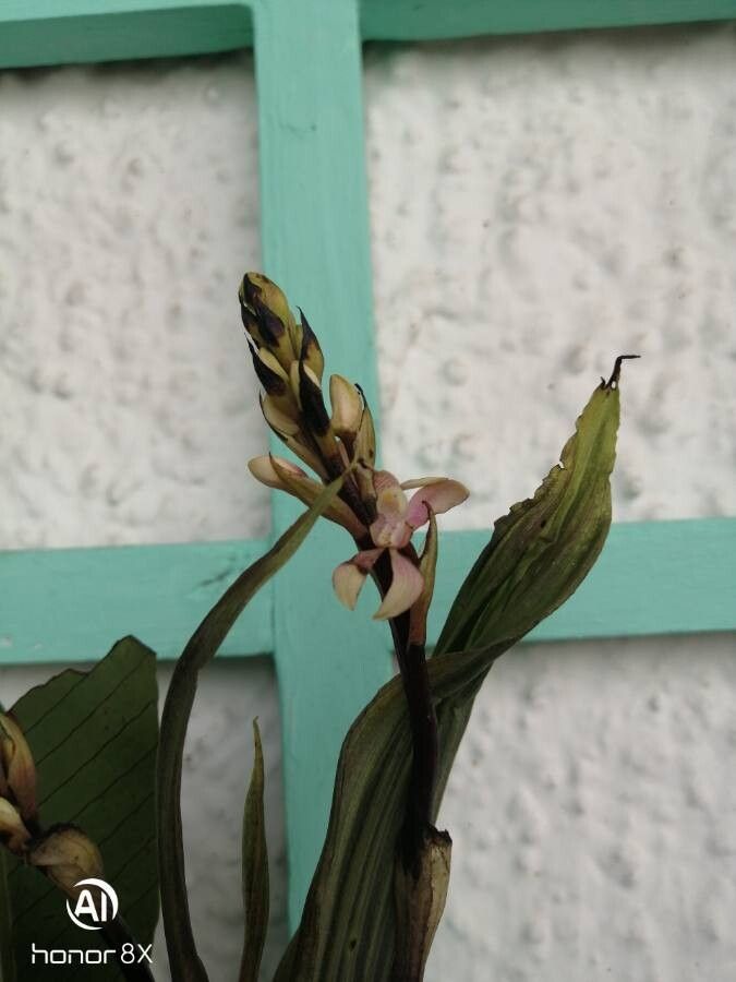 Govenia superba flower