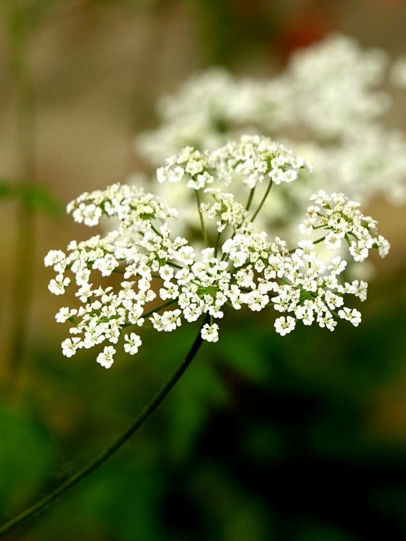 Chaerophyllum temulum flower