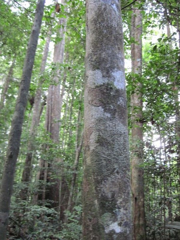 Hirtella bicornis habit