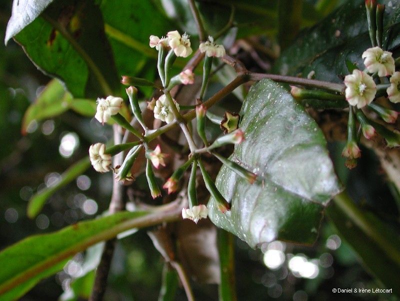 Pisonia gigantocarpa fruit
