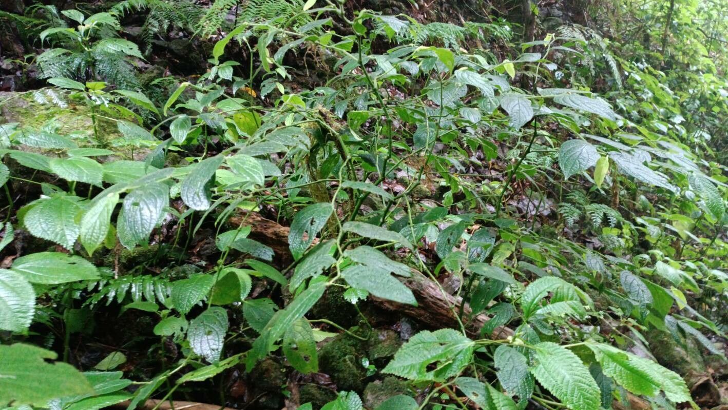 Piper garagaranum habit