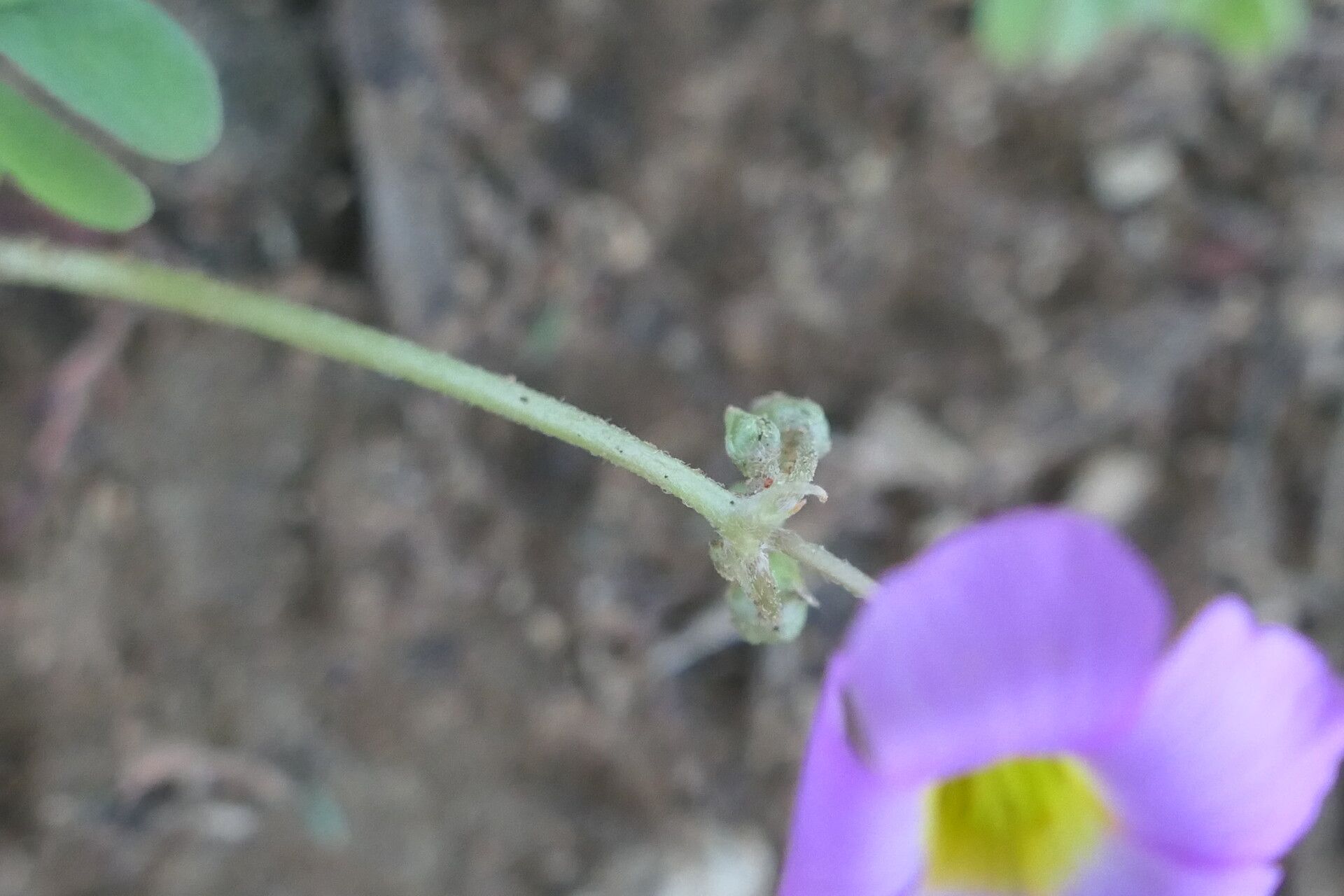 Oxalis purpurascens bark