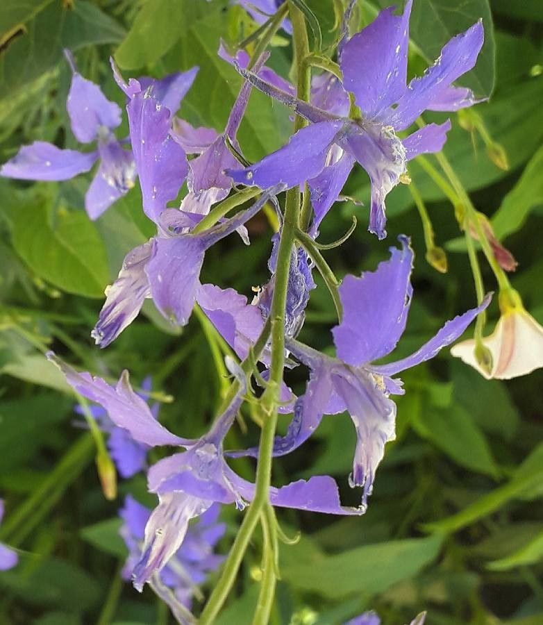 Delphinium ajacis flower
