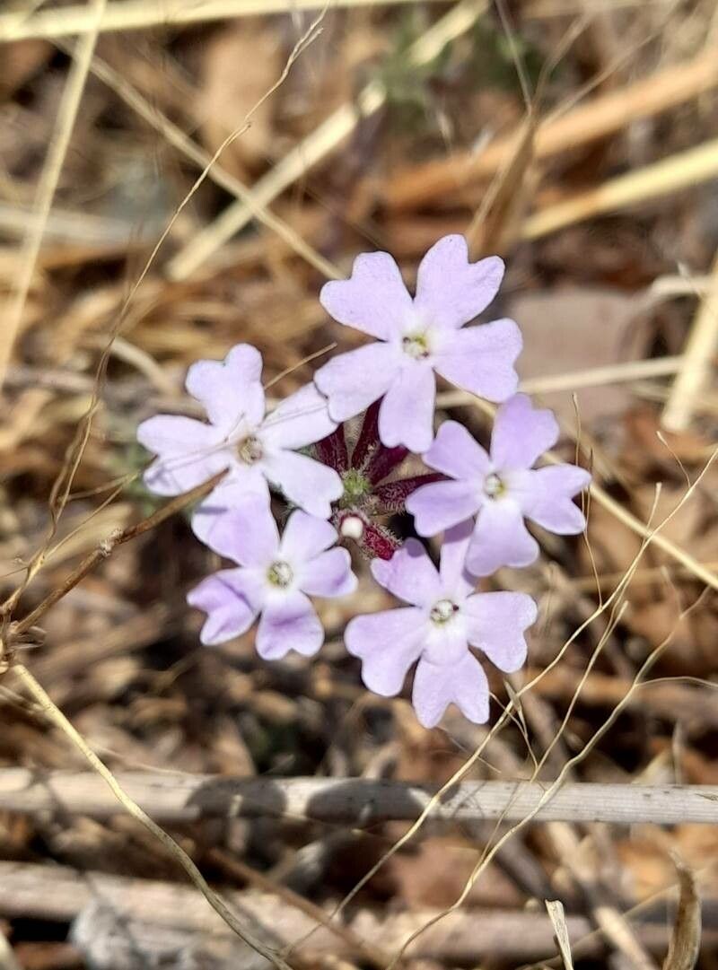 Verbena microphylla — houseplant care guide