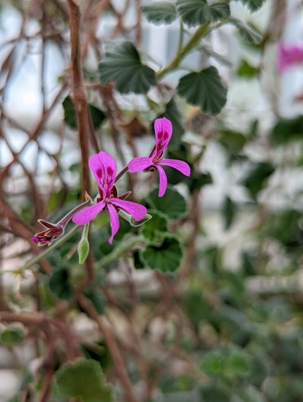 Pelargonium reniforme flower