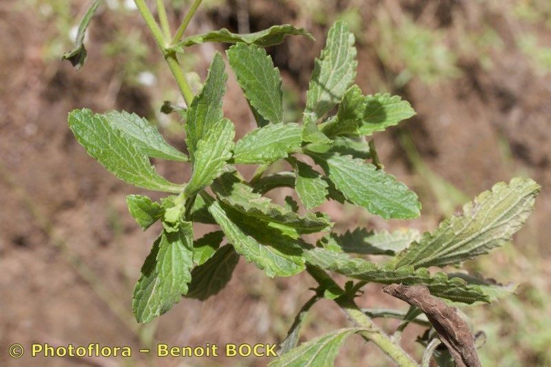 Conyza pannosa habit