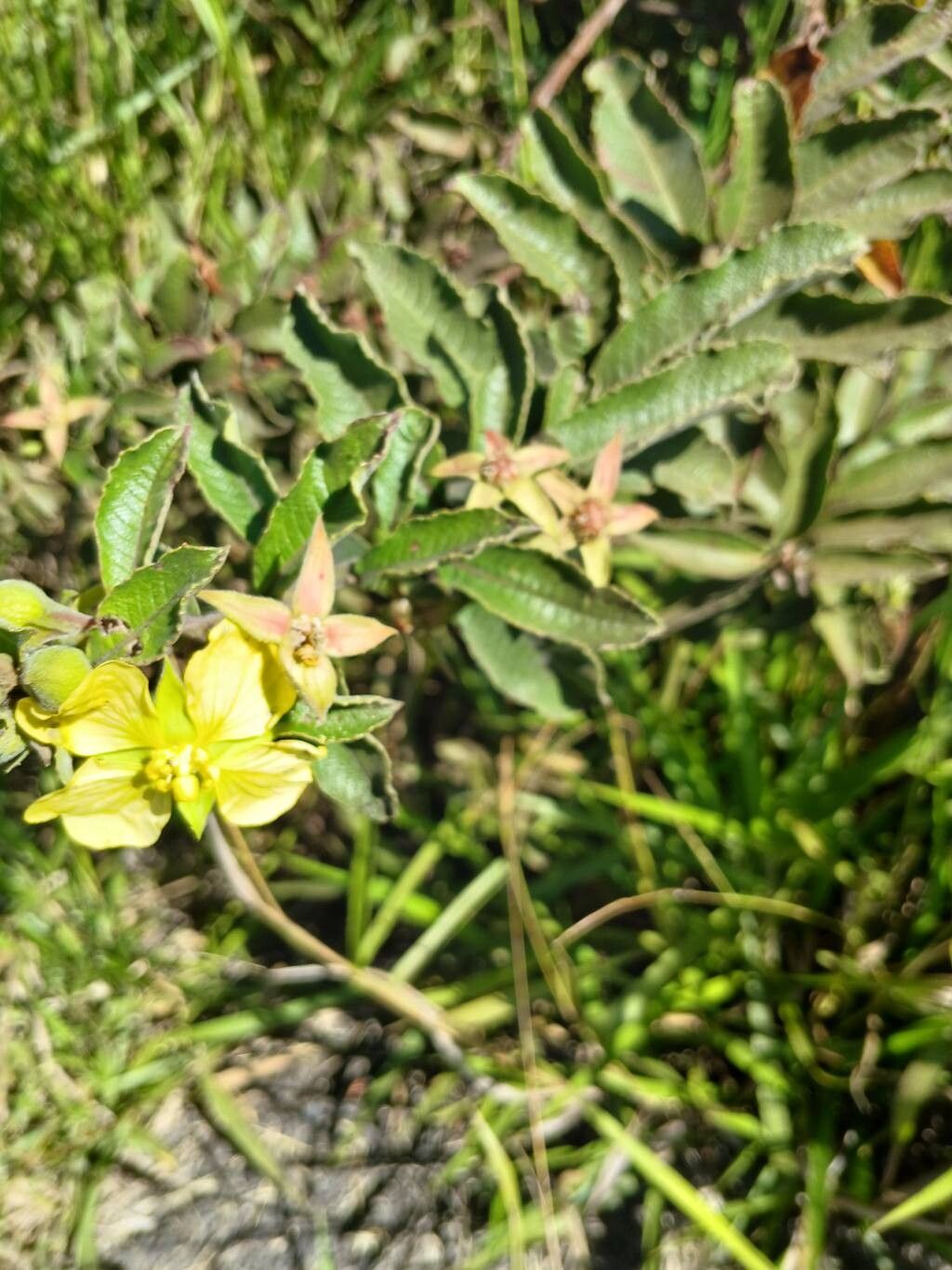 Ludwigia tomentosa other
