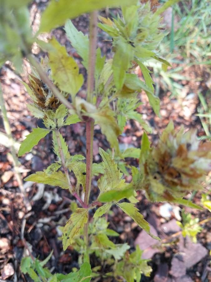 Dracocephalum parviflorum — search result for 'Dracocephalum'