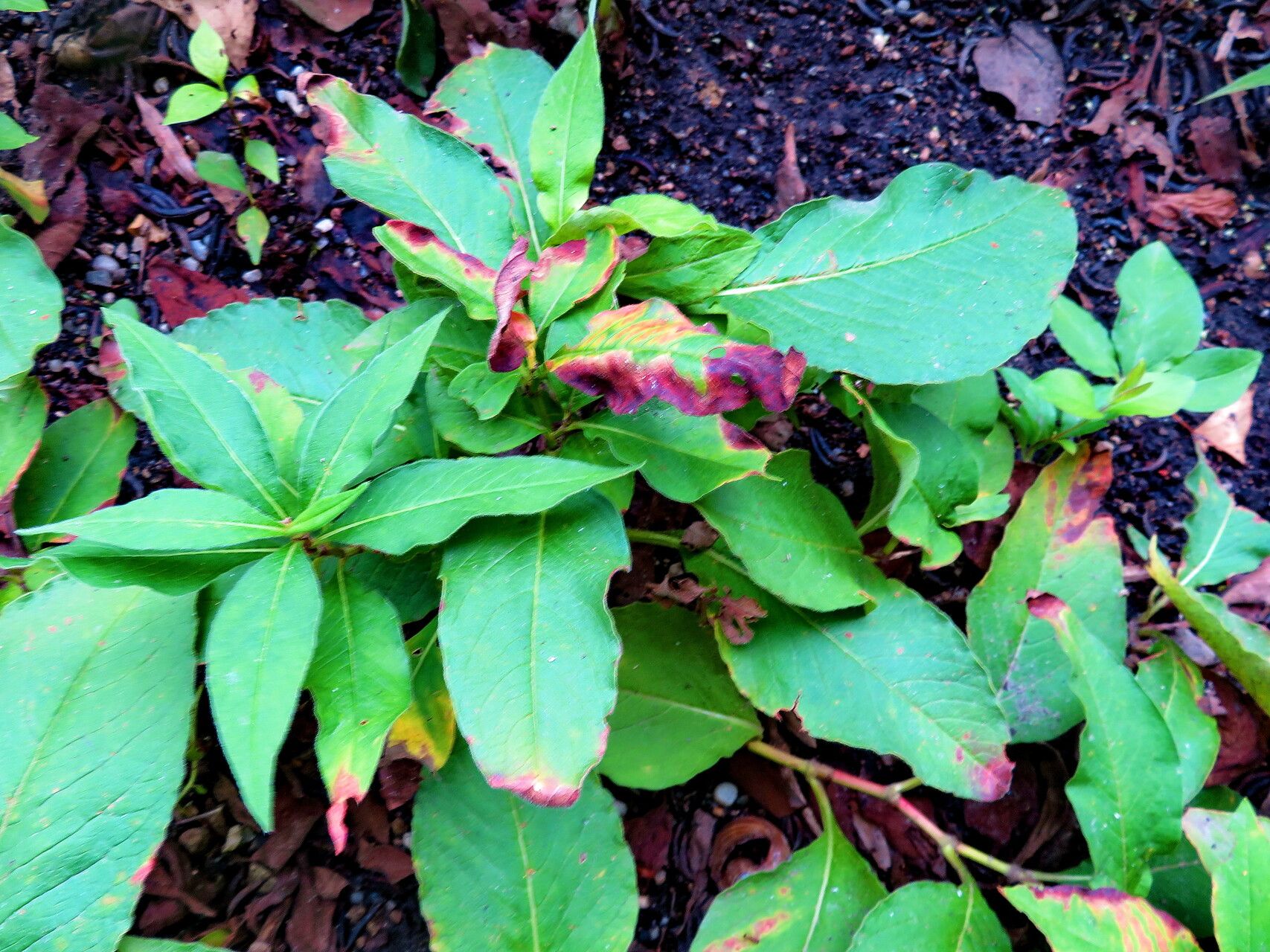 Koenigia ocreata leaf