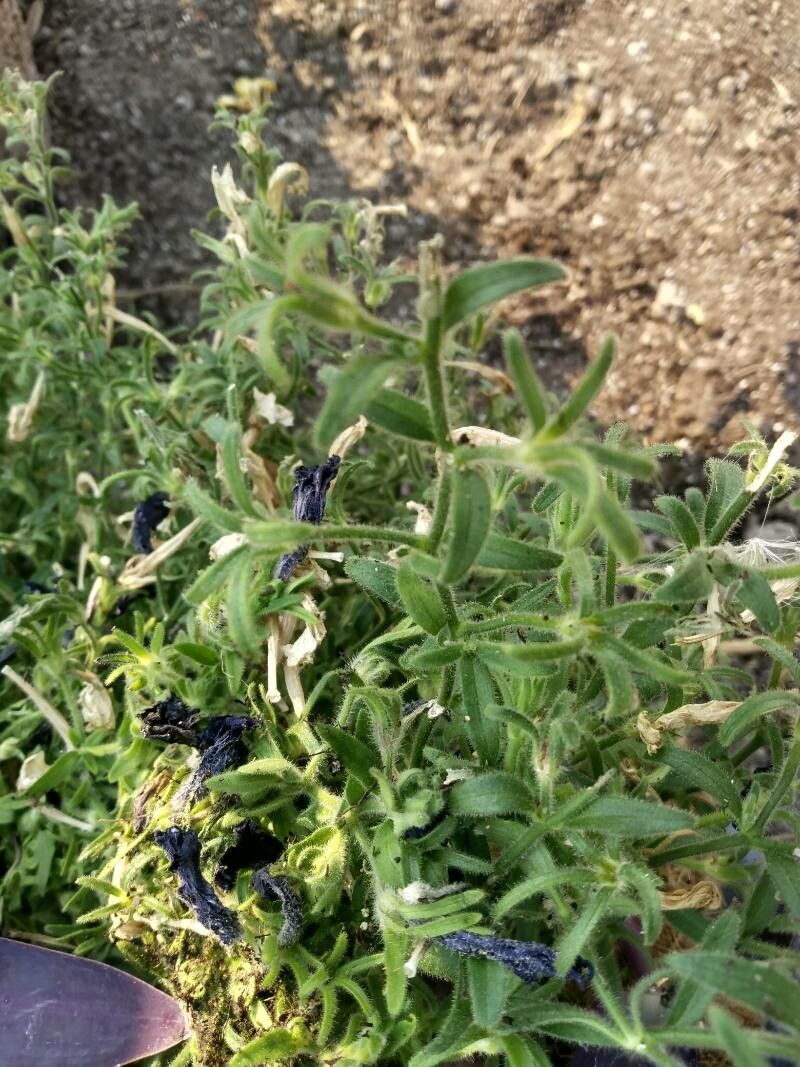 Chaenorhinum minus — search result for 'Plantaginaceae'