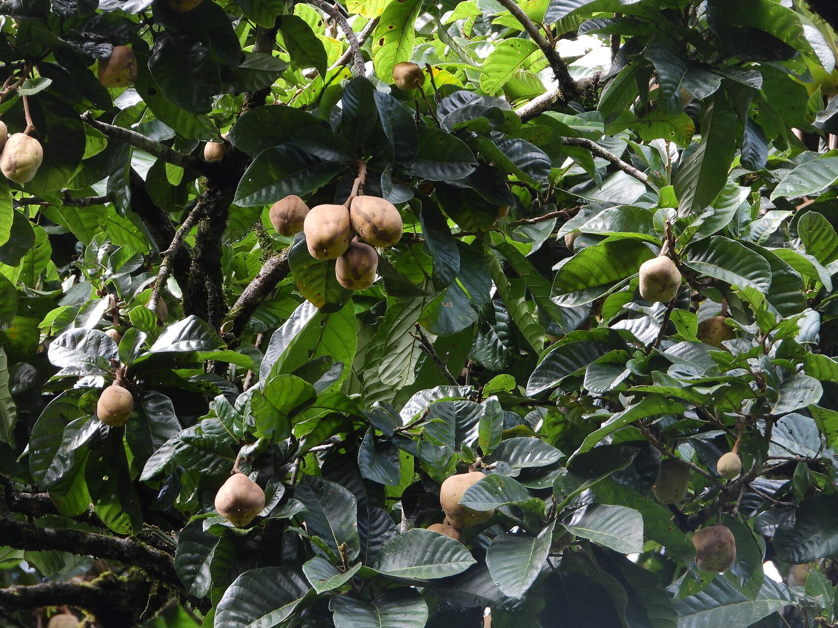 Sloanea synandra fruit