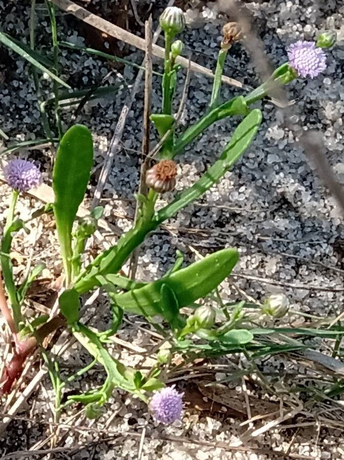 Sphaeranthus cotuloides — related species from the same genus