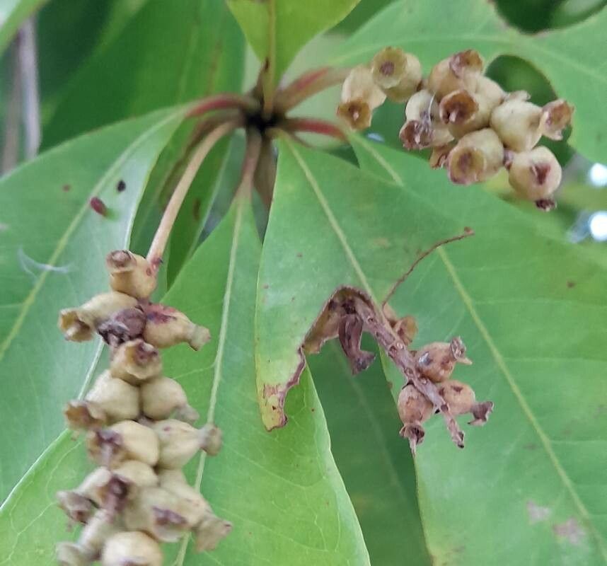 Bucida buceras fruit