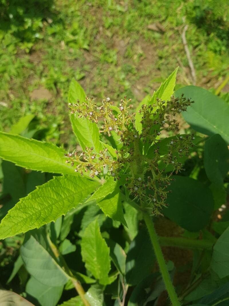 Cyphostemma crotalarioides flower