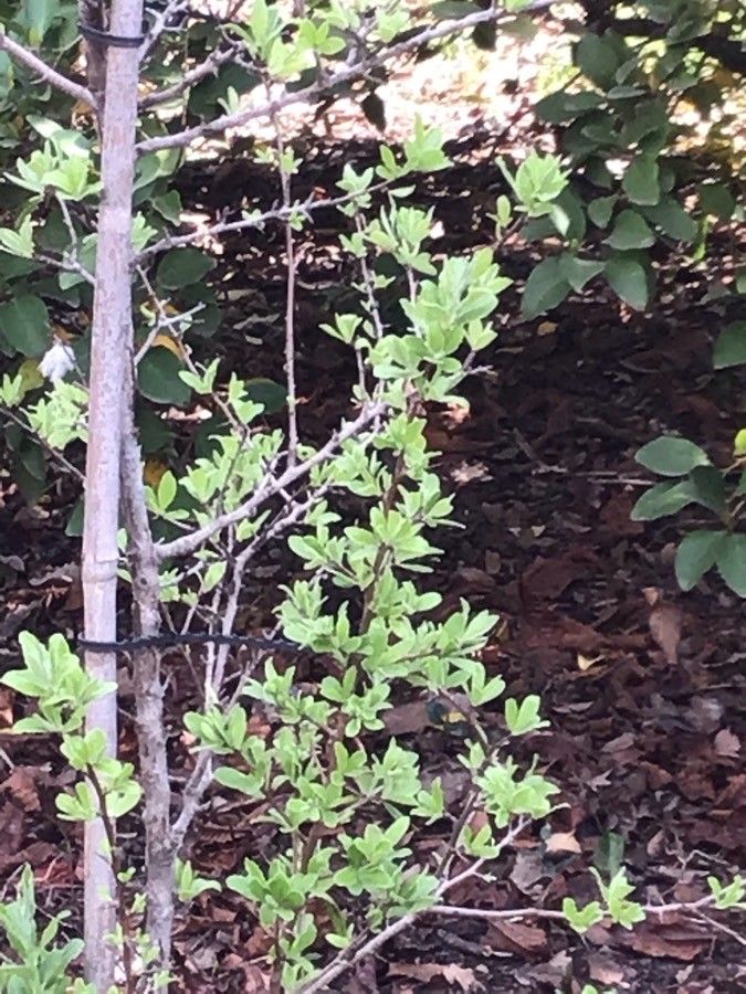 Pyrus amygdaliformis leaf