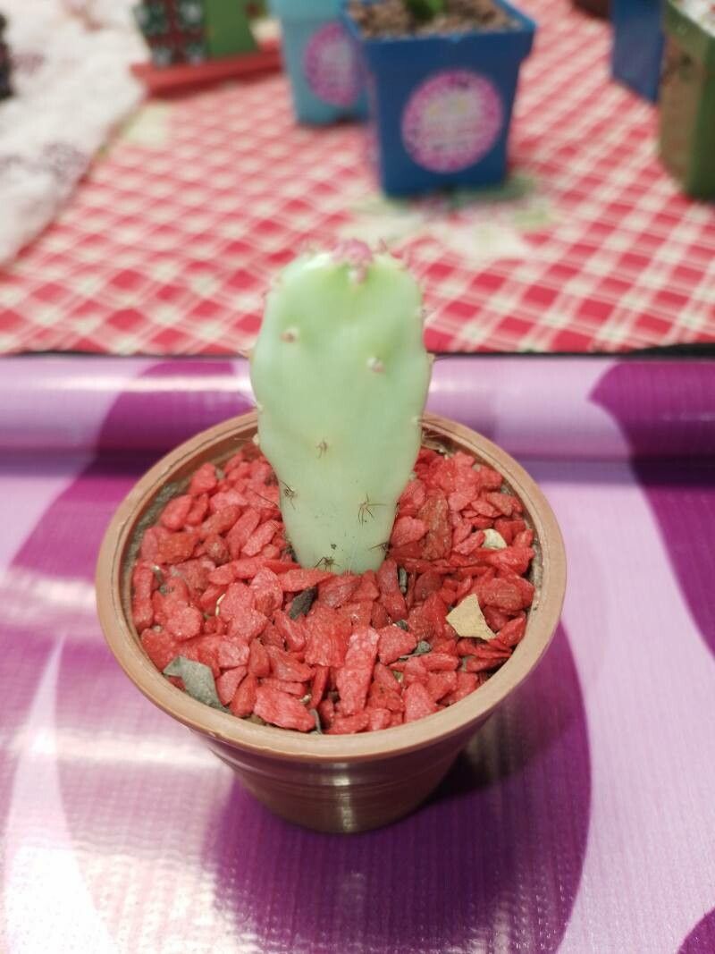 Opuntia triacanthos — search result for 'Opuntia'