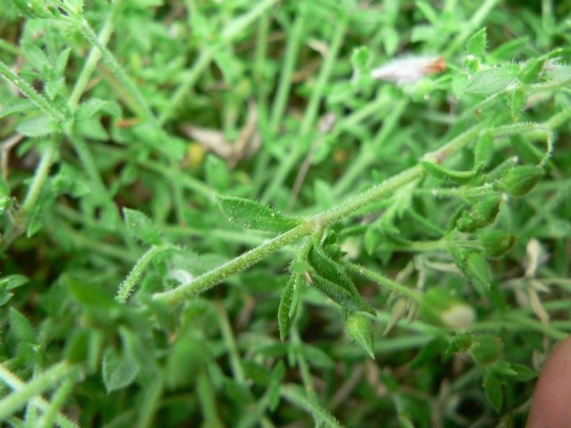 Arenaria ligericina leaf