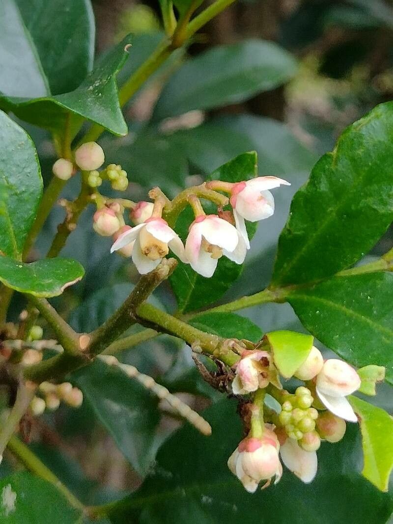 Synoum glandulosum flower