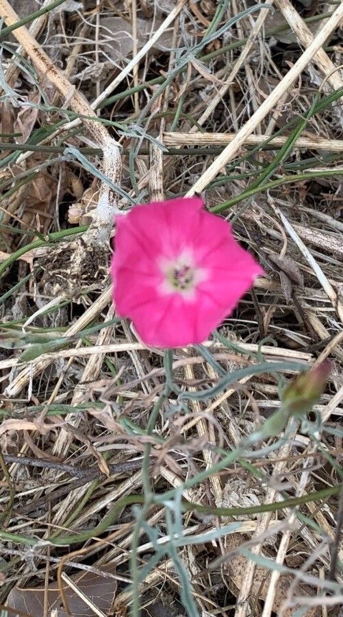 Convolvulus chilensis flower