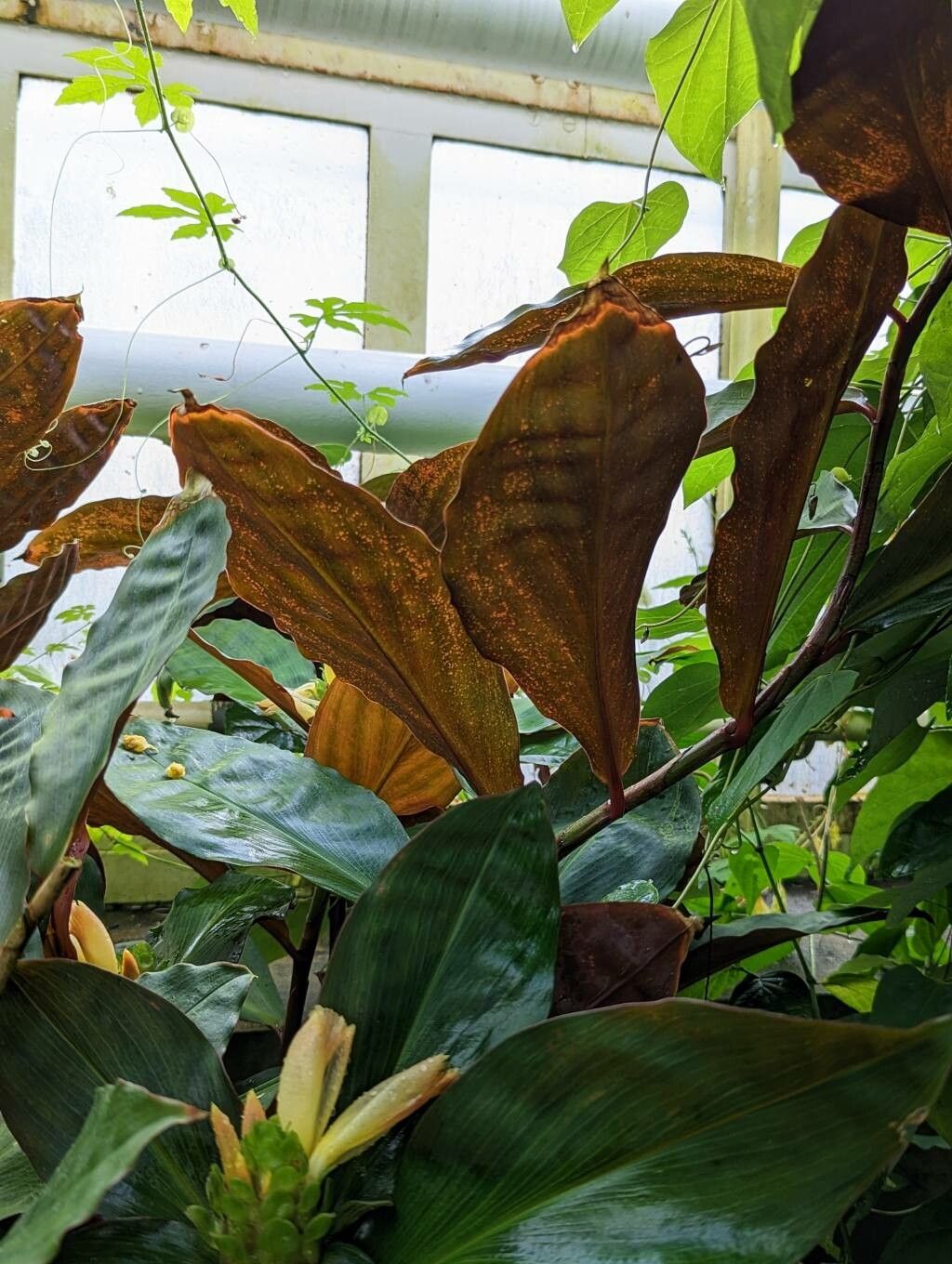 Costus varzearum leaf
