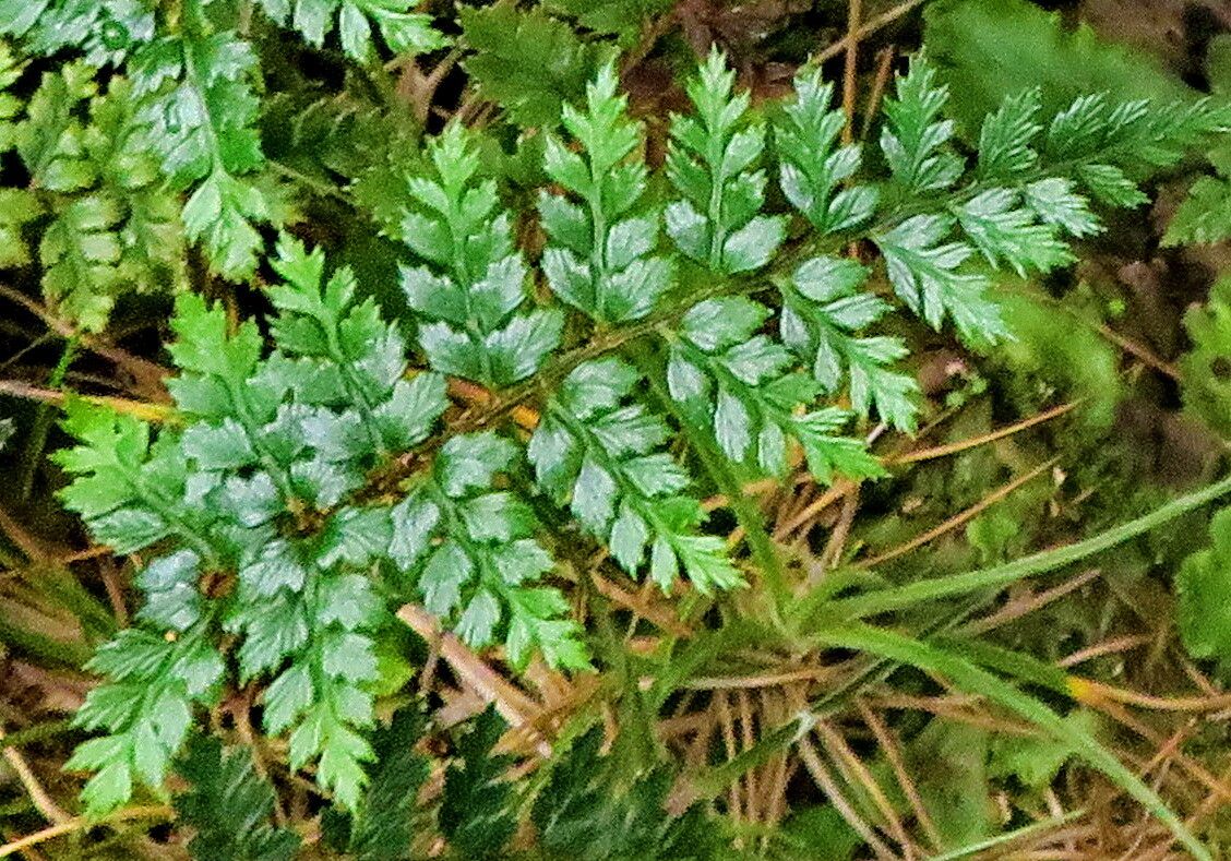 Lastreopsis hispida leaf