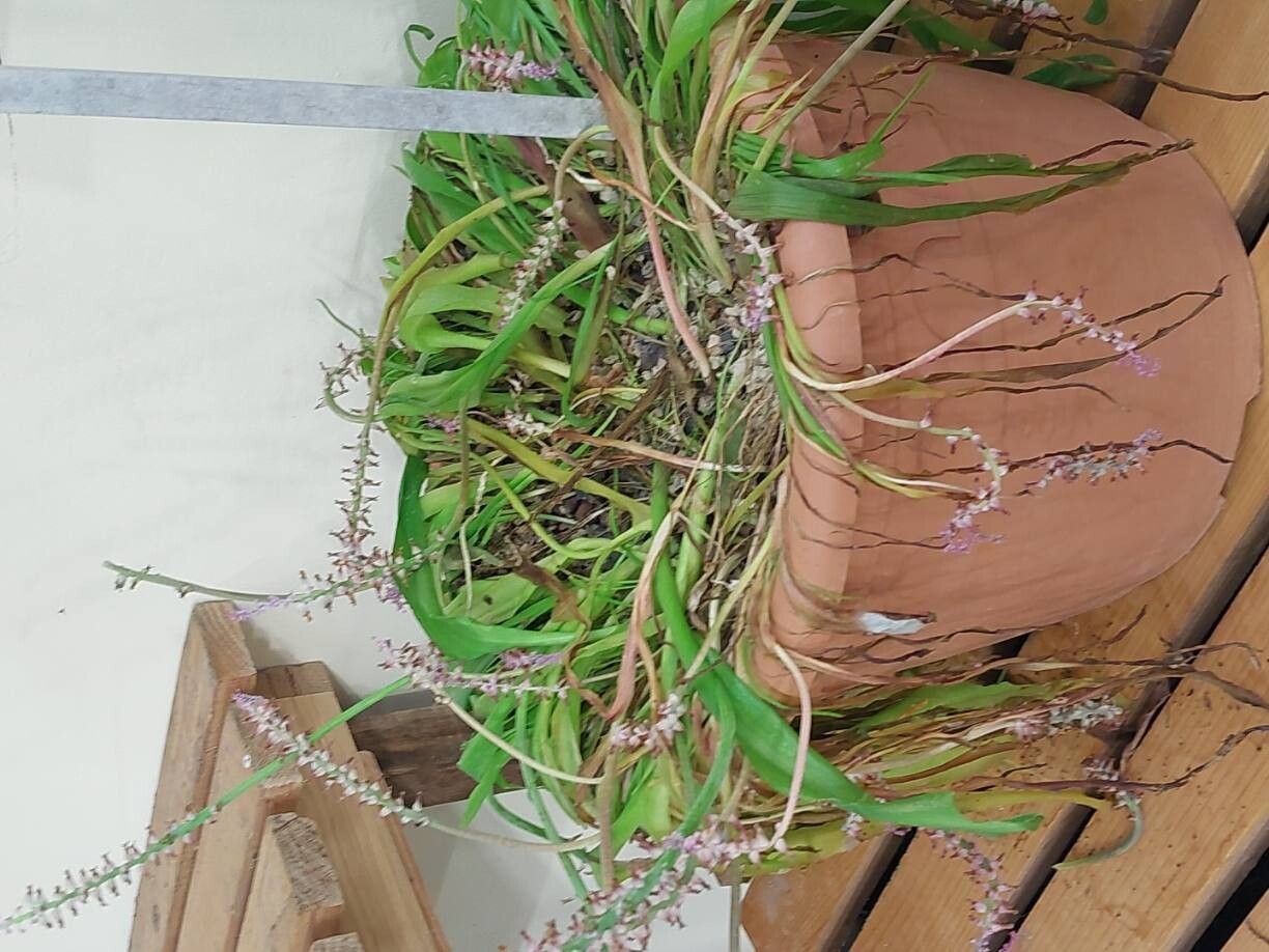 Lachenalia mutabilis habit