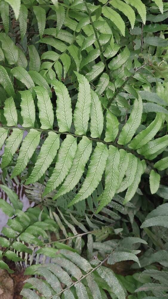 Diplazium wichurae leaf