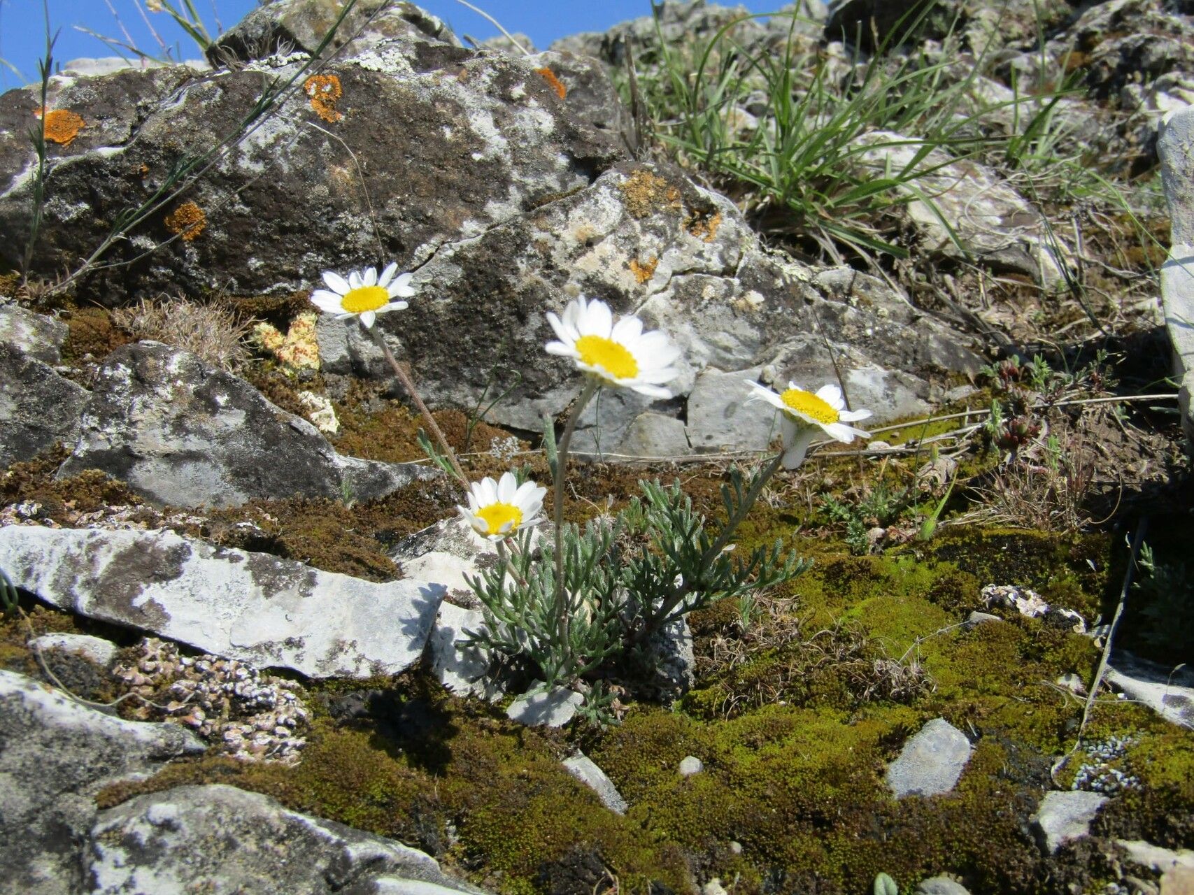 Anthemis jordanovii habit