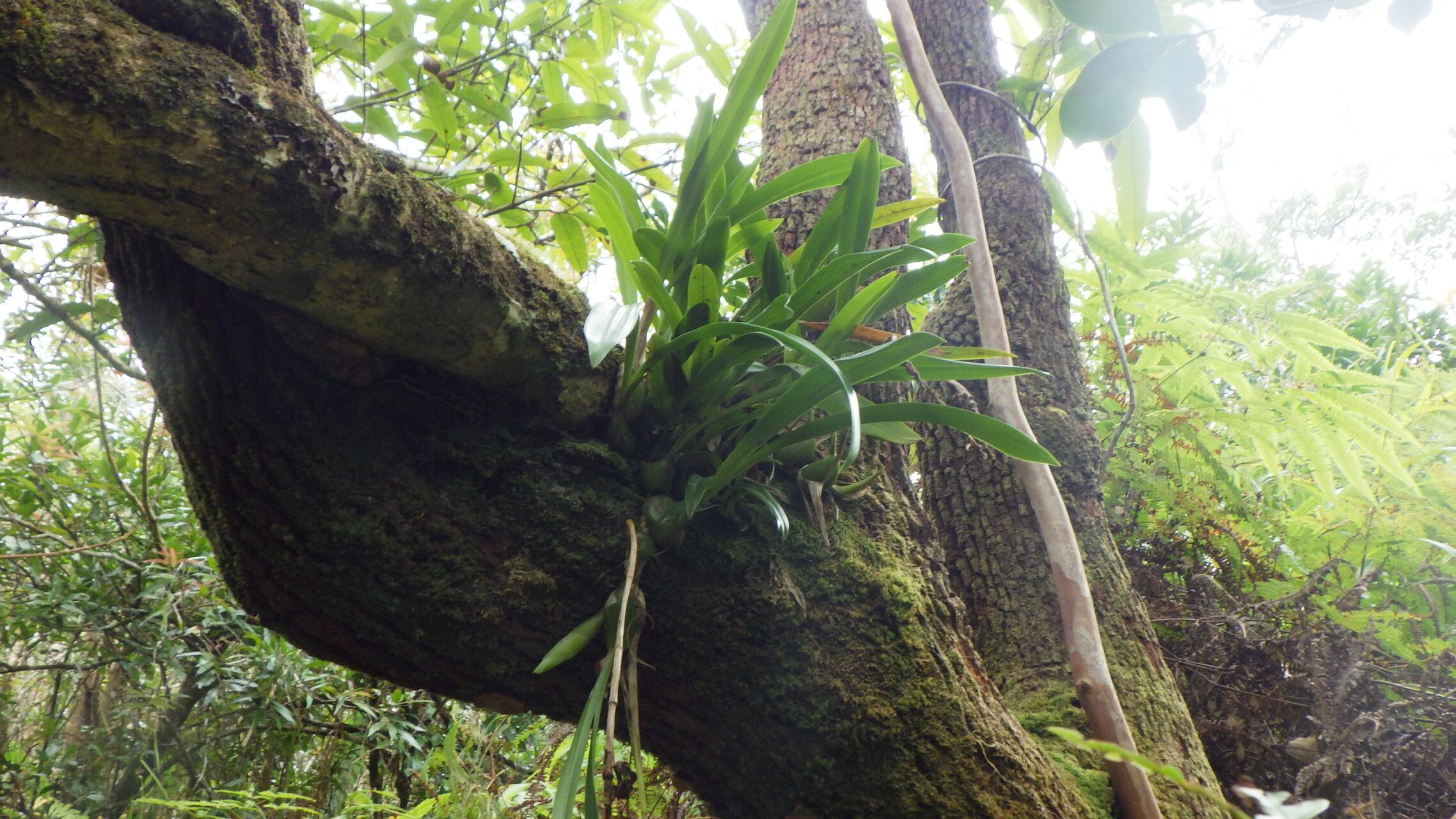 Bulbophyllum variegatum — search result for 'Bulbophyllum'