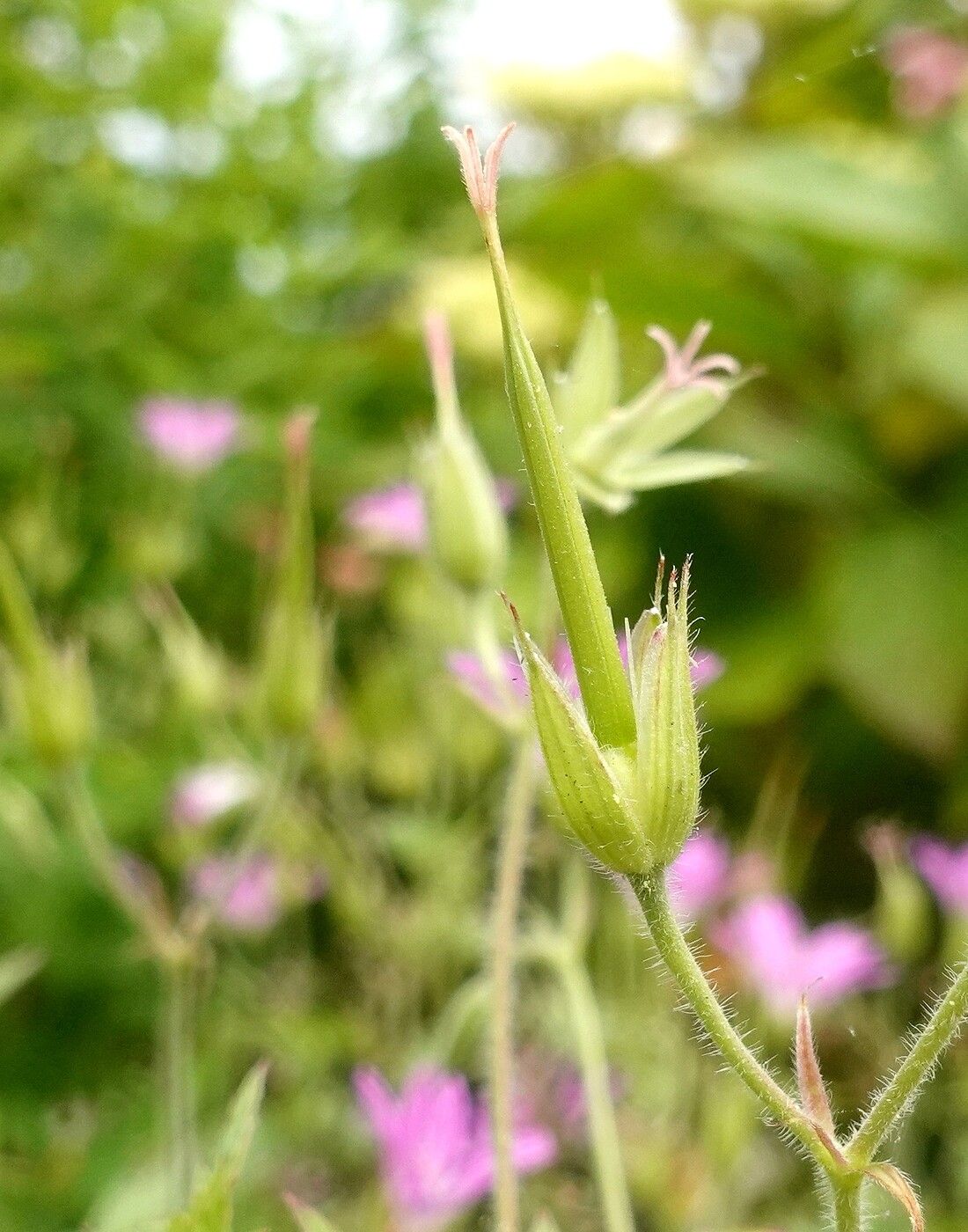 Geranium × oxonianum fruit