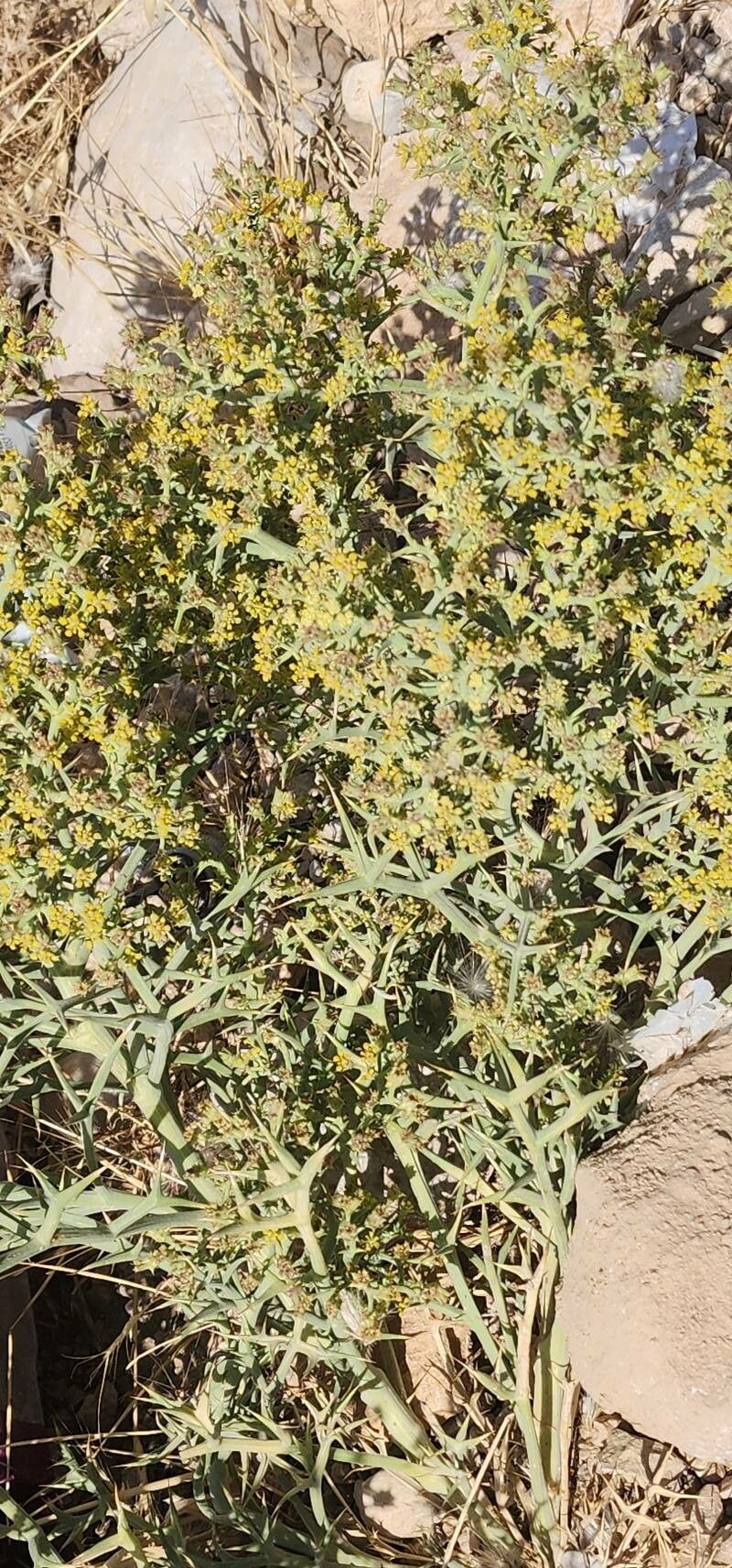 Echinophora sibthorpiana habit