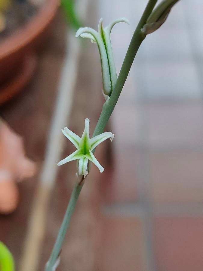 Haworthia retusa flower