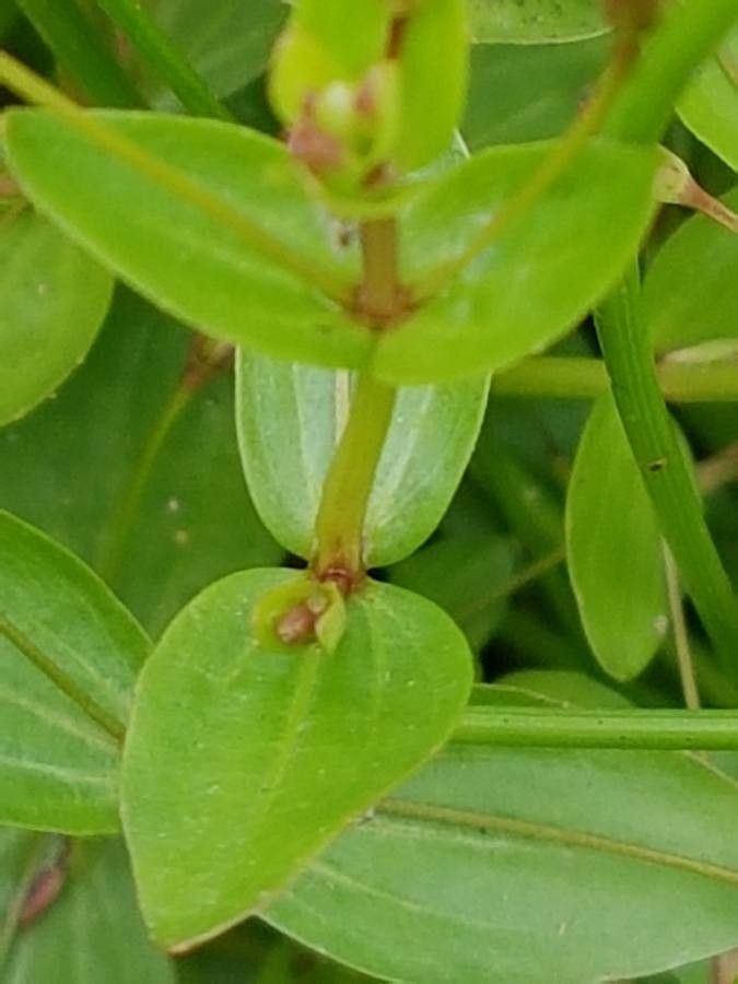 Lindernia procumbens — houseplant care guide