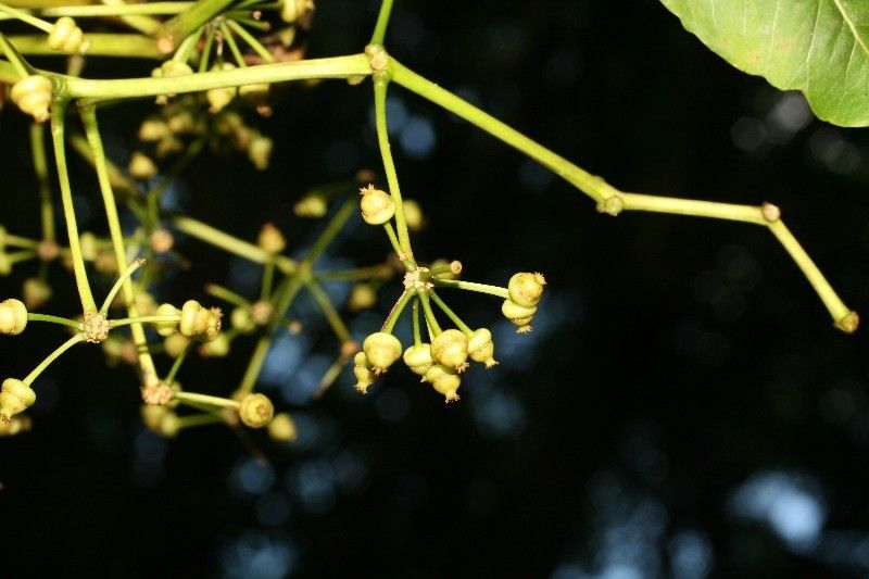 Polyscias repanda fruit