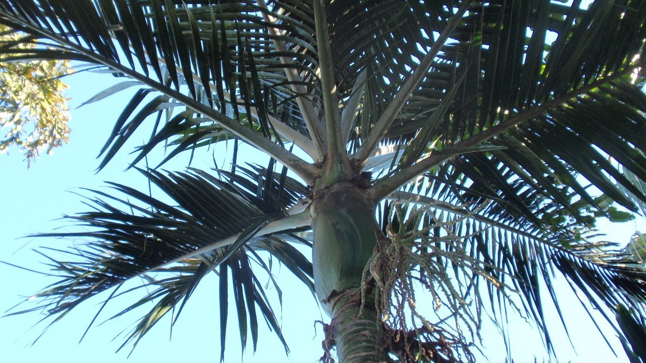 Rhopalostylis baueri — related species from the same genus