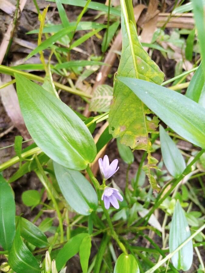Monochoria vaginalis — search result for 'Perennial or annual herb'