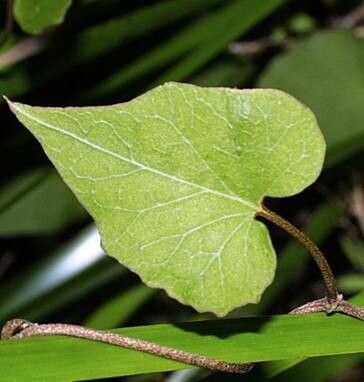 Calystegia tuguriorum — search result for 'Calystegia'