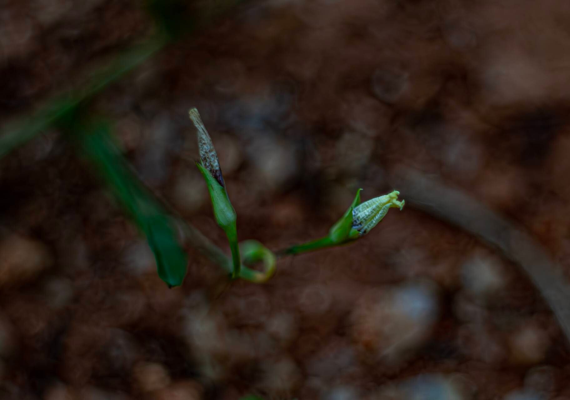 Ipomoea ternifolia flower