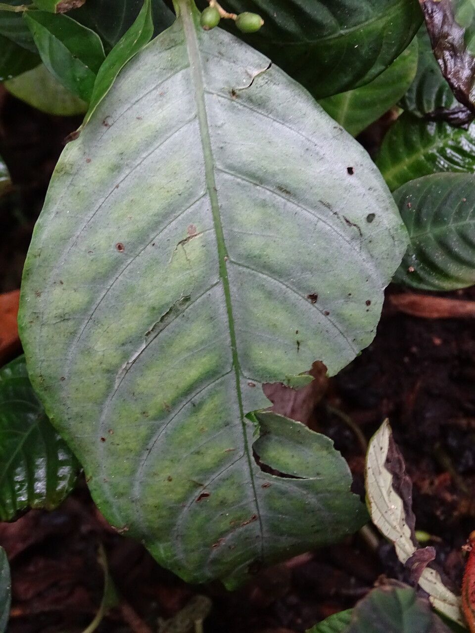 Aphelandra aurantiaca