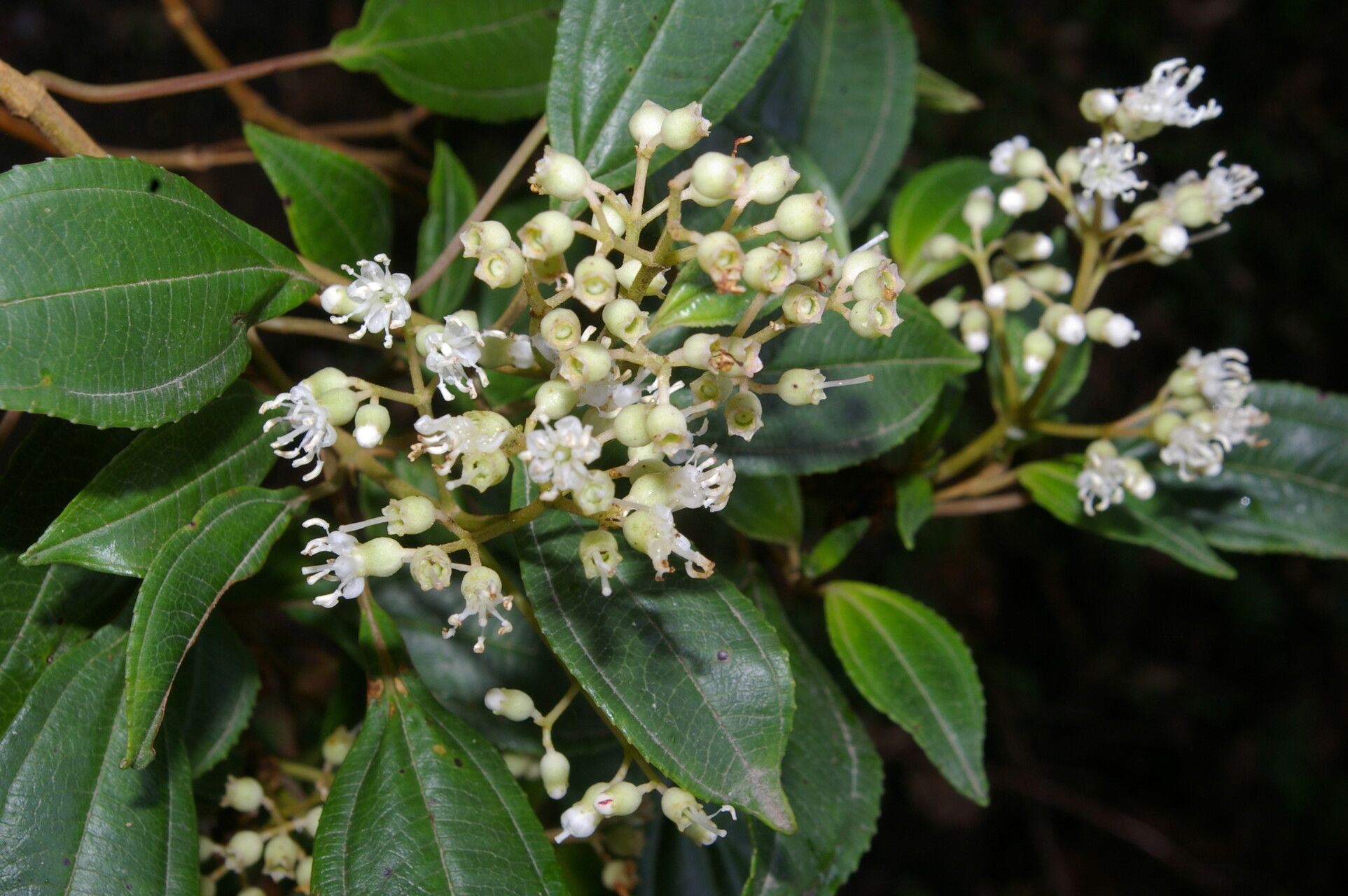 Miconia biperulifera flower