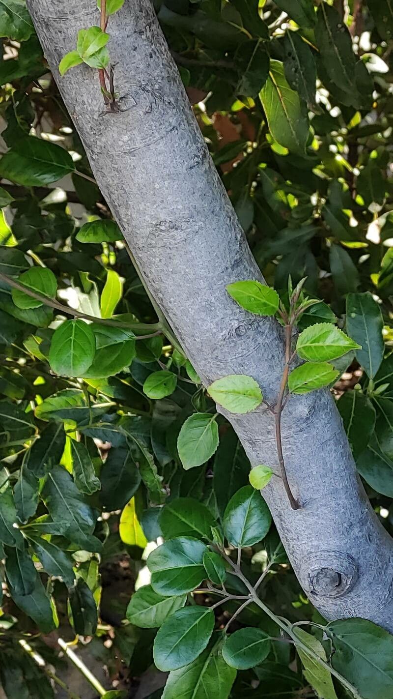 Rhamnus glandulosa bark