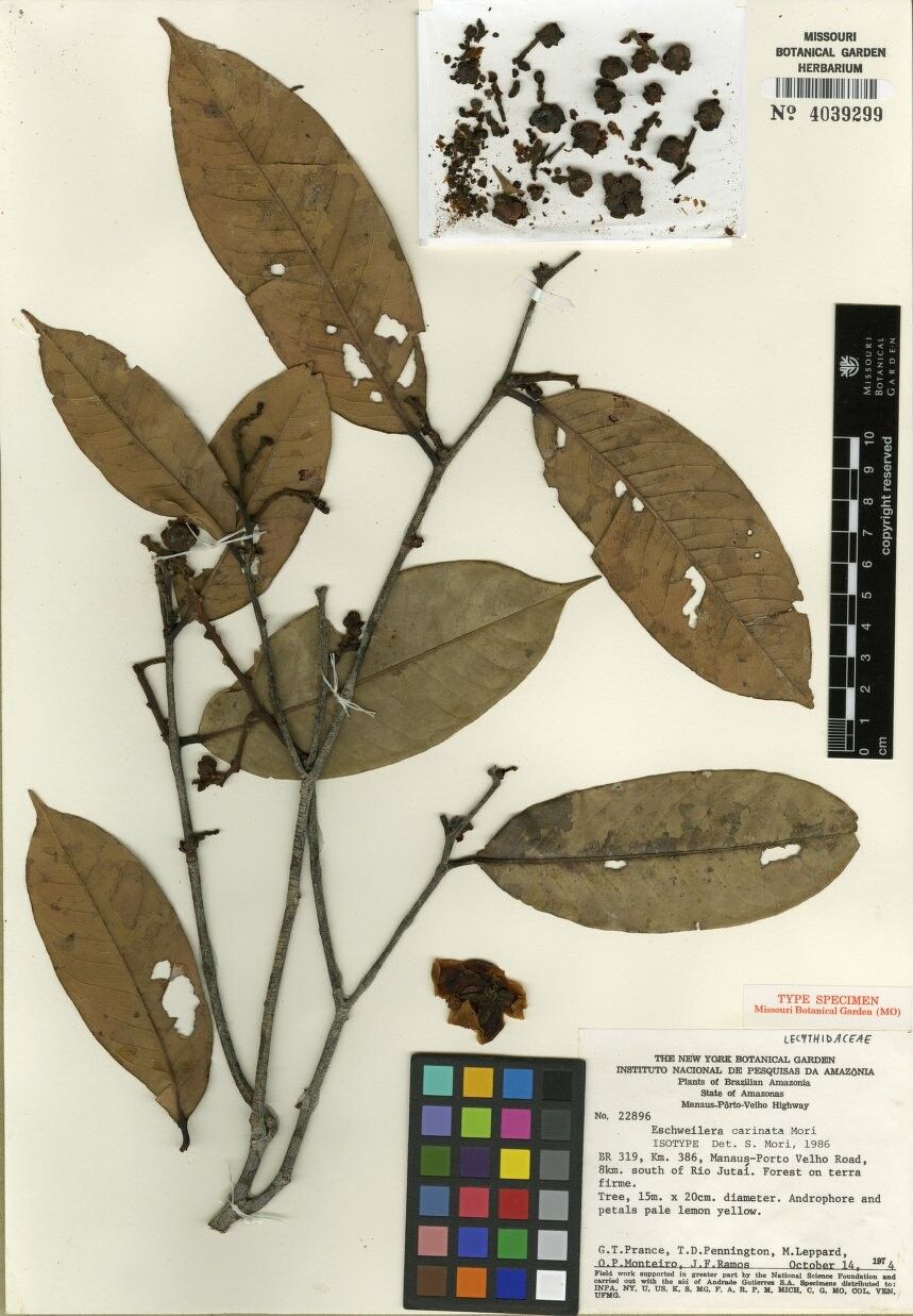 Eschweilera carinata — houseplant care guide